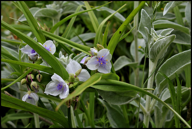 Tradescantia x Andersoniana