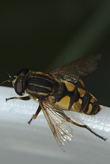 EF7A1245hoverfly