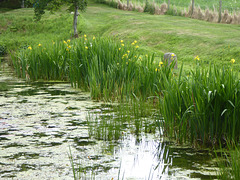 Wild Flowers by the pond