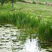 Wild Flowers by the pond