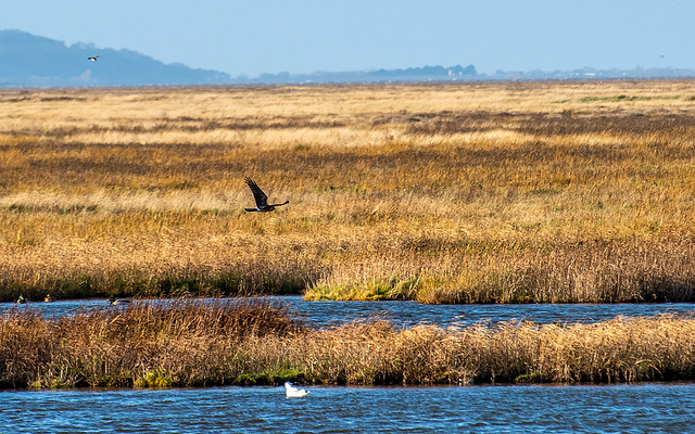 A ring tail hen harrier hunting across the scrapes