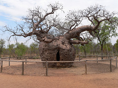 ‘The Boab Tree’ HFF