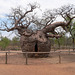 ‘The Boab Tree’ HFF