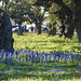 Day 3, Bluebonnets / Lupinus texensis, by Rockport rookery