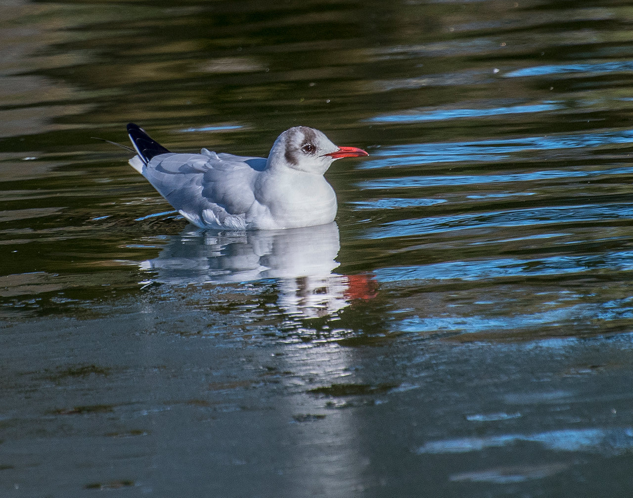 Black headed gull2