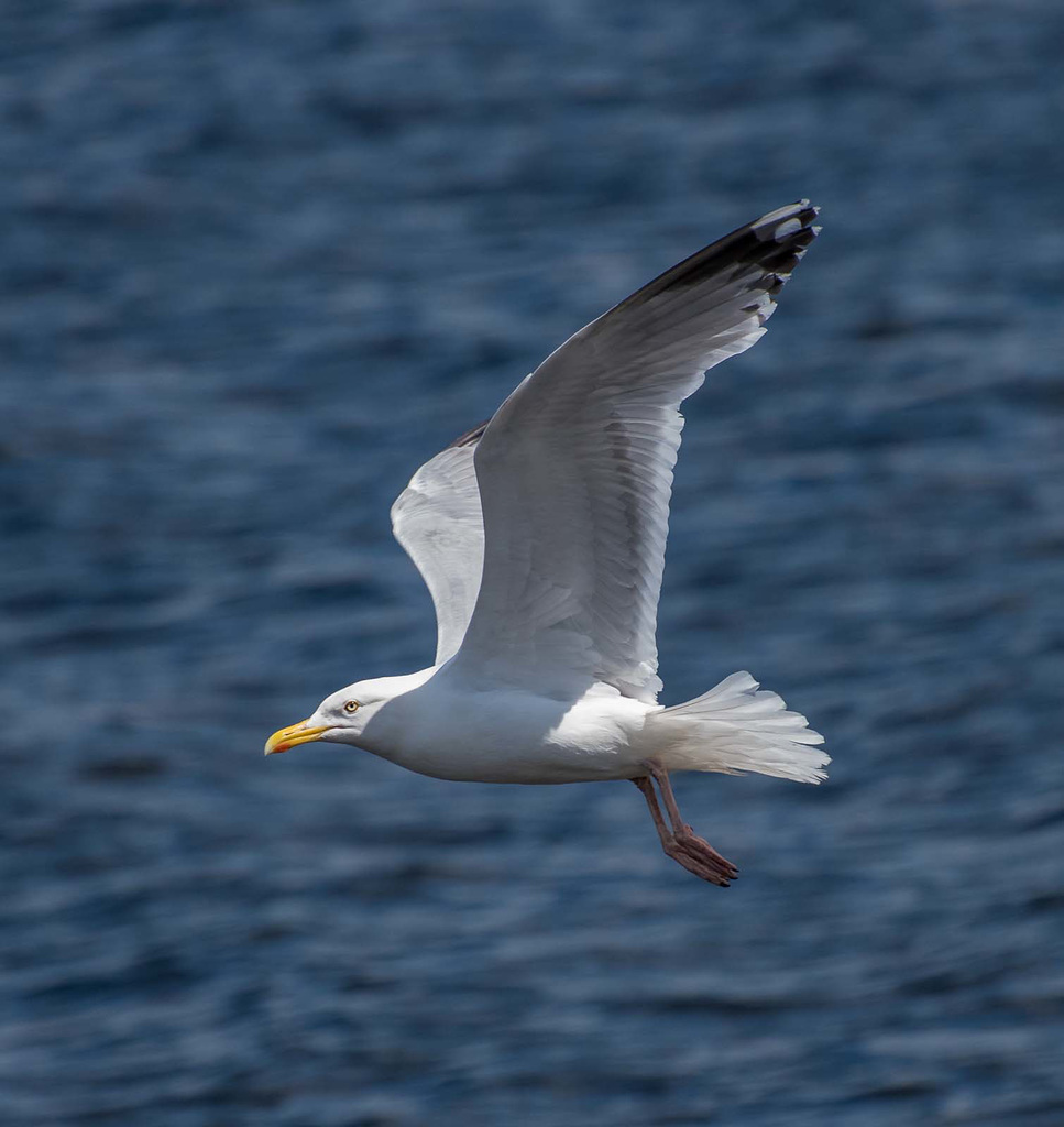 Gull in flight (6)