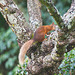 Red Squirrel - one of the resident family