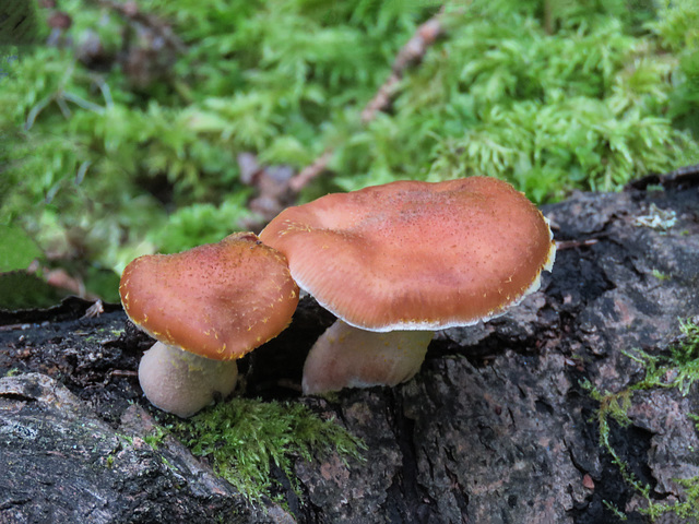 Honey mushrooms / Armillaria millea