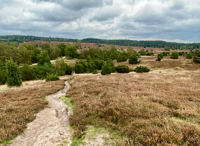 In der Lüneburger Heide