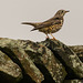 Mistle Thrush at the Field Barn