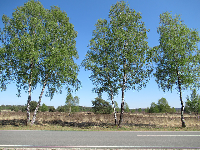 5 Birken in der Inzmühlener Heide