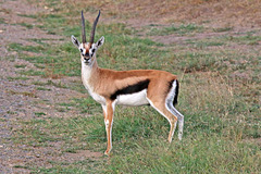 Thomson's gazelle (Explored)