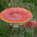 Amanita muscaria in voller Pracht