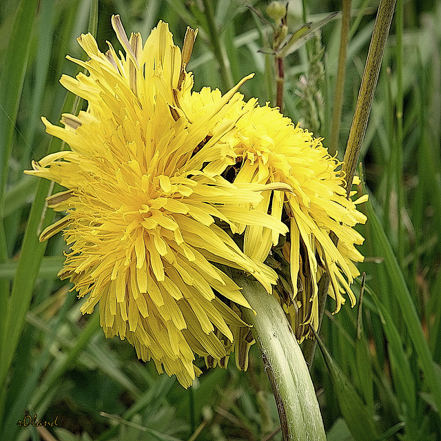 TARAXACUM OFFICINALE