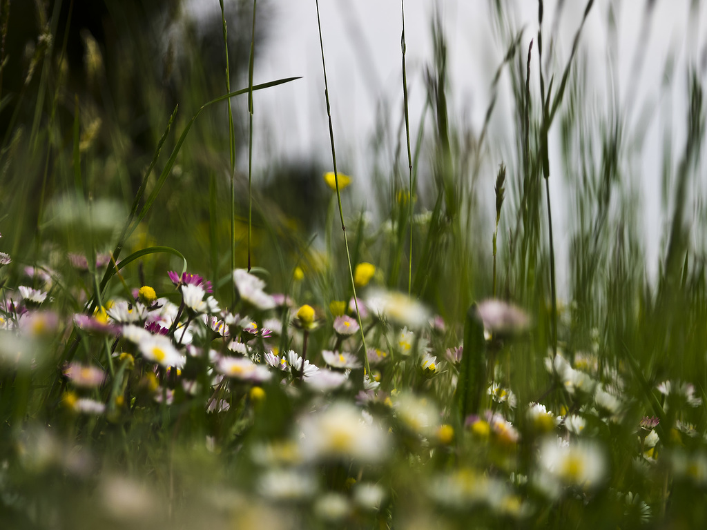 Colors and shades in the meadow