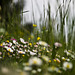 Colors and shades in the meadow