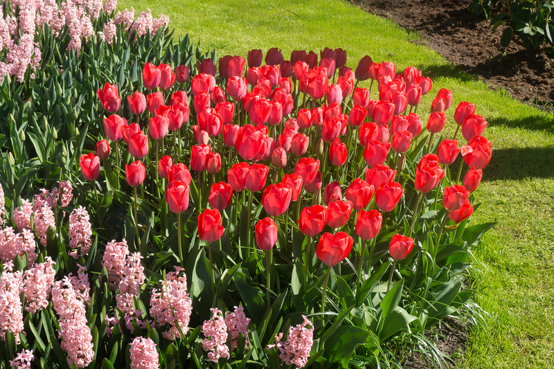 Keukenhof DSC09200
