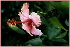 Hibiscus