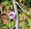 Schwebfliege auf Witwenblume (Geißblattgewächs)