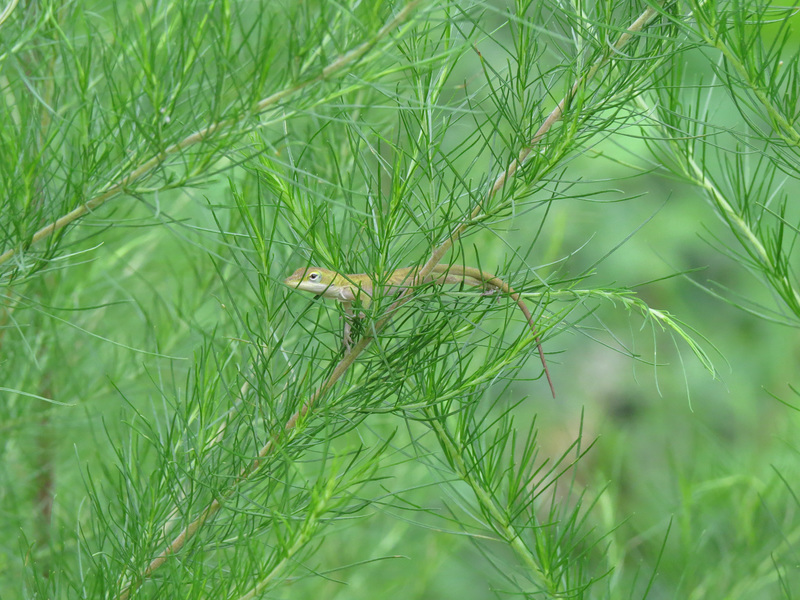 Carolina anole (juvenile)