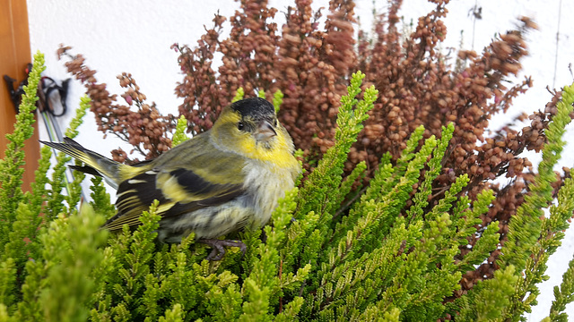 Erlenzeisig (Spinus spinus) ♂