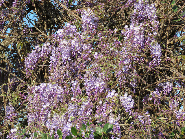 Day 3, purple tree, Rockport Day 3, purple tree, Rockport