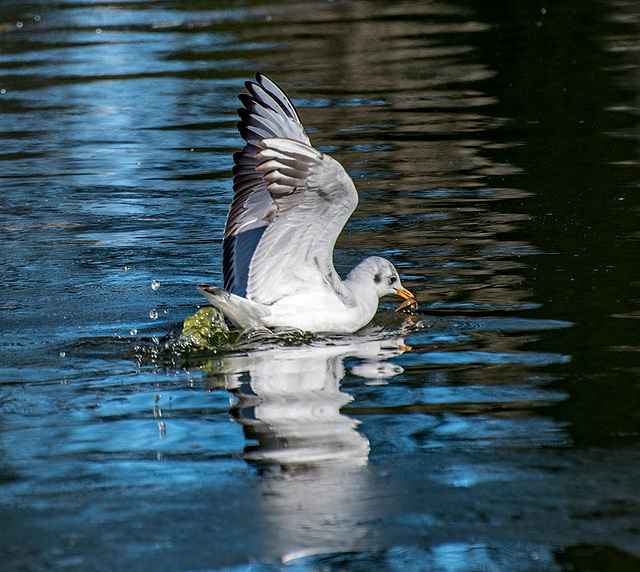 Black headed gull3