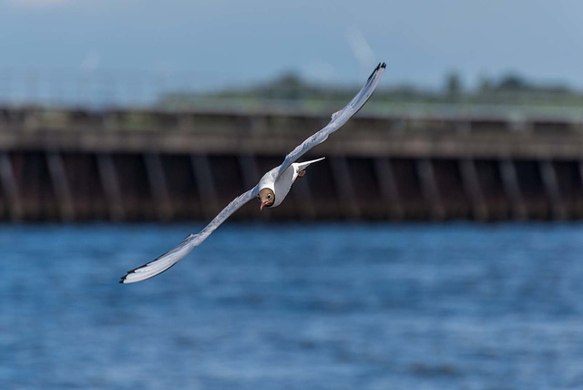 Gull in flight (7)