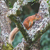 Red Squirrel - one of the resident family