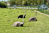 Ostriches