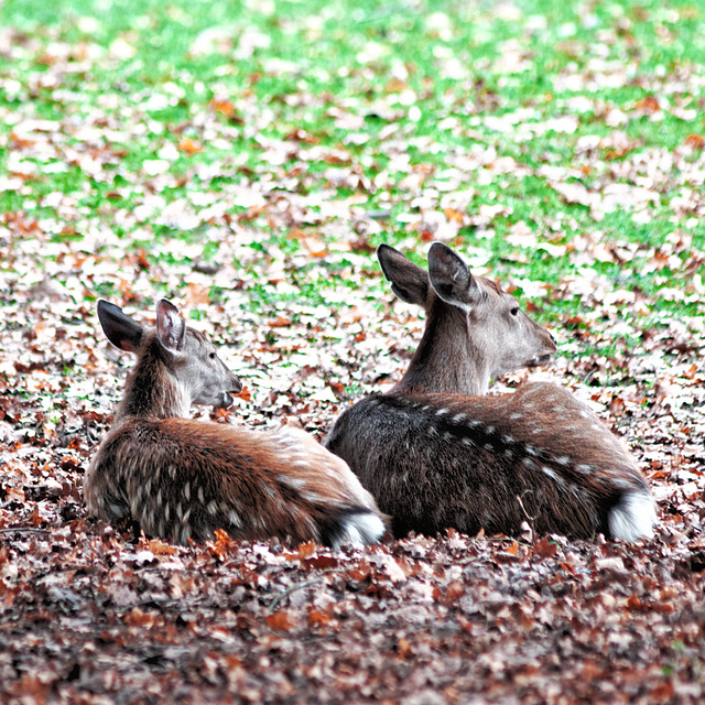 20231029_nürnberg tiergarten