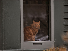Next-door cat watching birds