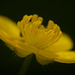 Die anderen Ansichten auf die Blumen :))  The other views of the flowers :))  Les autres vues des fleurs :))