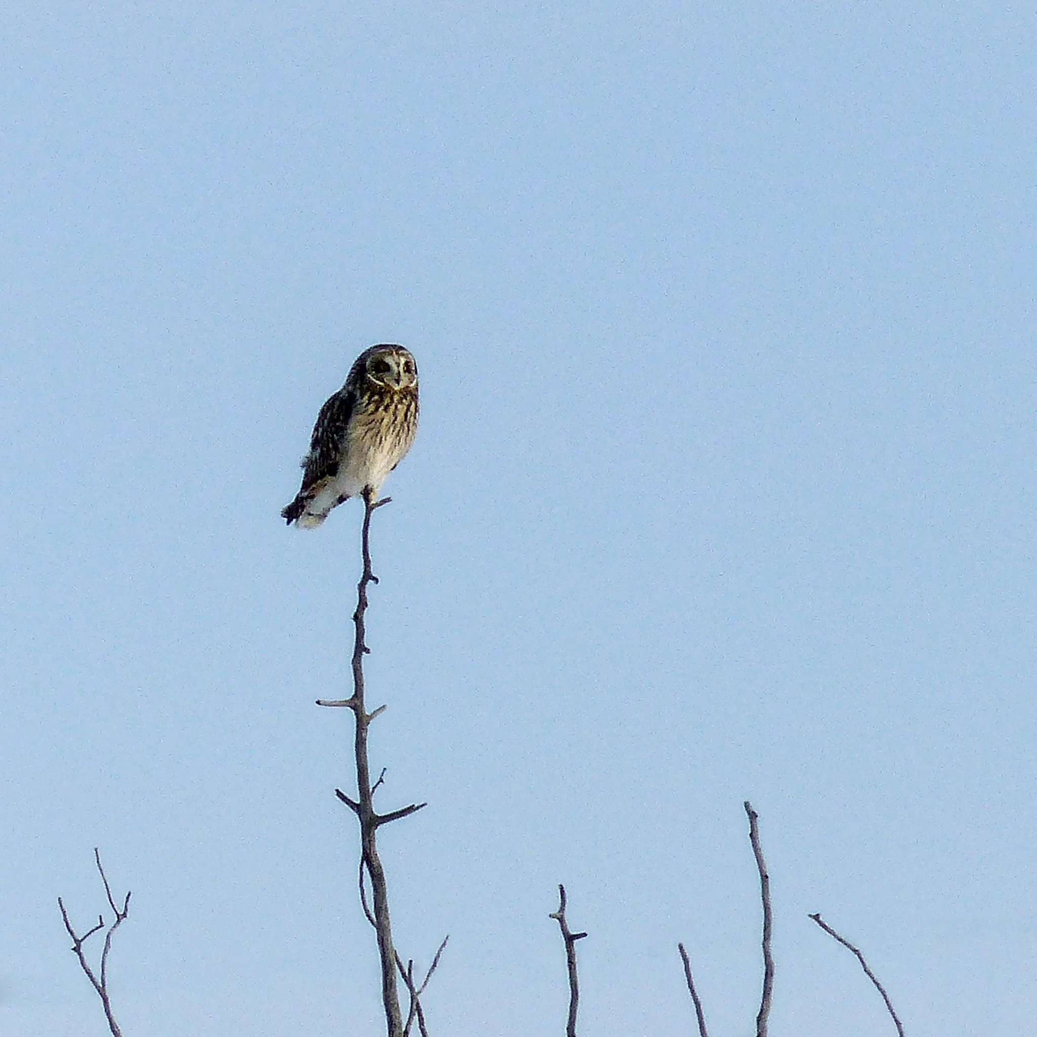 Short-eared Owl