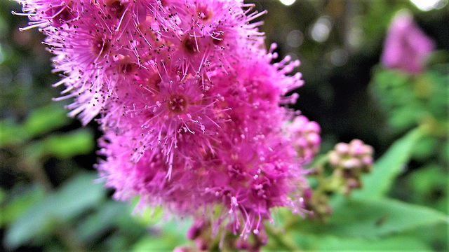 Spirea - a wonderfully intricate plant