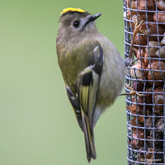 Goldcrest