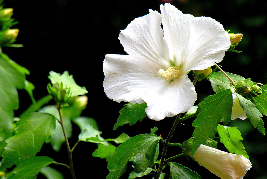 ... hibiscus ...