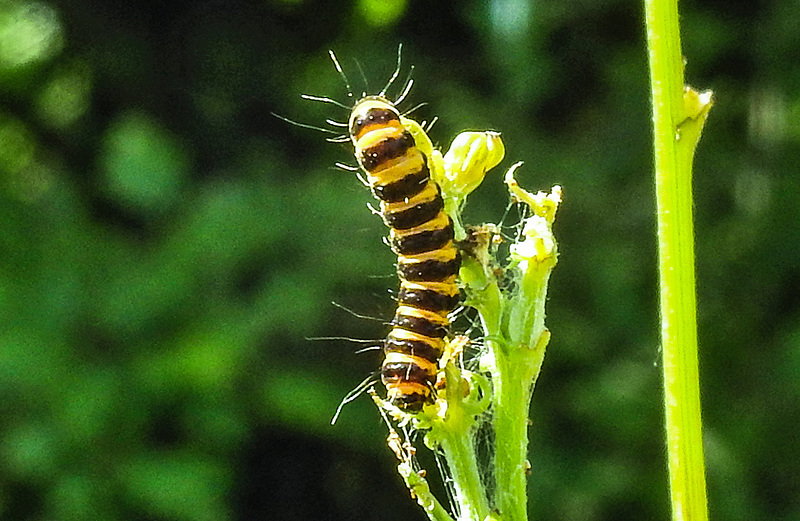 20180628 4081CPw [D~LIP] Blutbär (Tyria jacobaea) [Kaminbär] [Jakobskrautbär], Jakobs-Greiskraut (Jacobaea vulgaris), UWZ, Bad Salzuflen