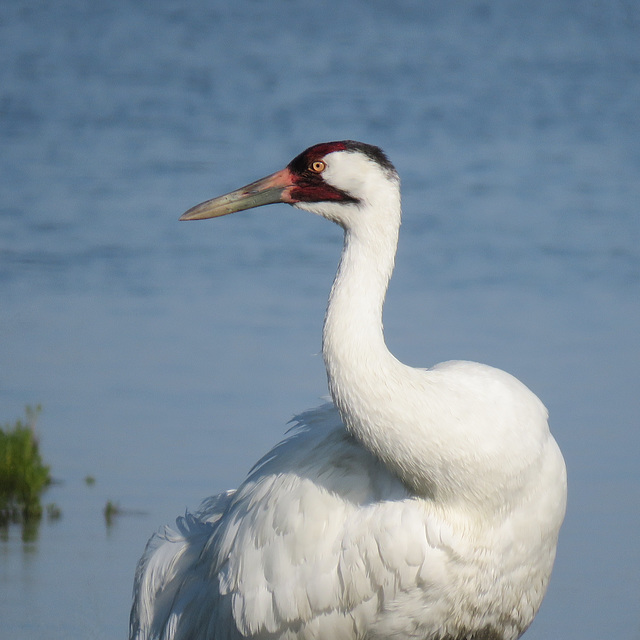Day 3, Whooping Crane adult, Aransas National Wildlife Reserve, South Texas
