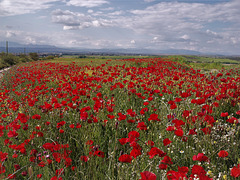 Poppy field