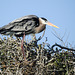 Day 3, Great Blue Heron, Rockport rookery