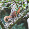 Red Squirrel - one of the resident family