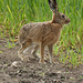 The Hare by the wheatfield (1 x PiP)