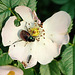 Hundsrosenblüte mit Besuchern