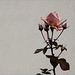November Rose