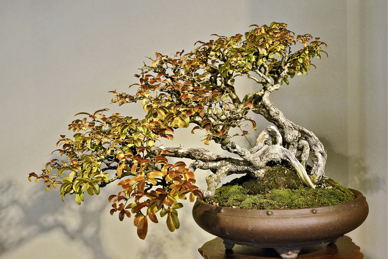 Bonsai Privet – United States National Arboretum, Washington, DC