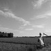 Fine sky over paddy field