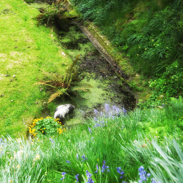 in the pond