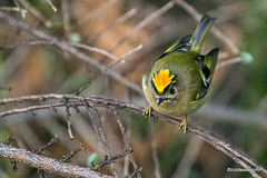 Goldcrest, displaying