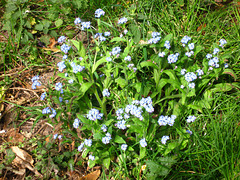 Forgetmenot near Wom Brook